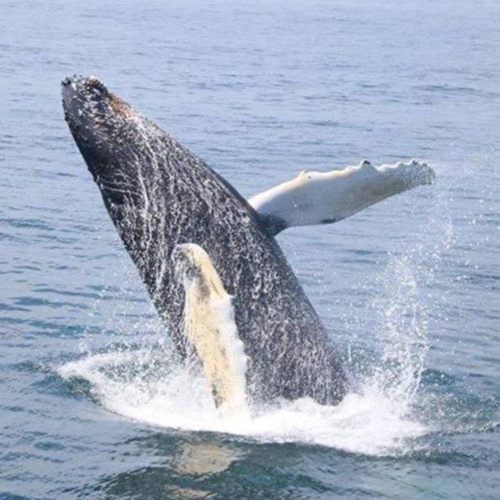 Meet your Posher, Claudia